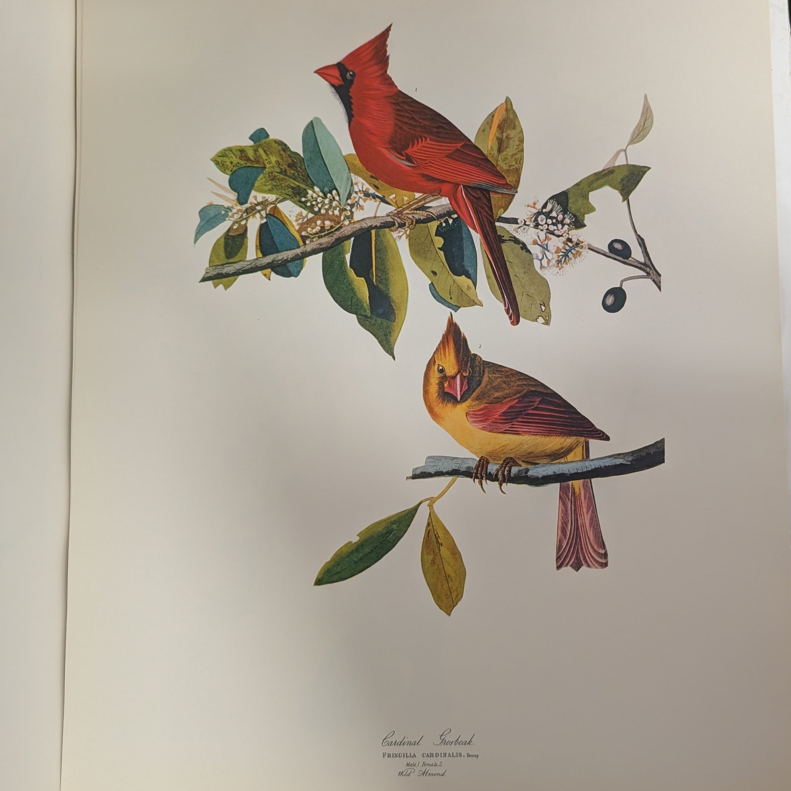 Audubon Folio 30 Great Bird Paintings - As Is
